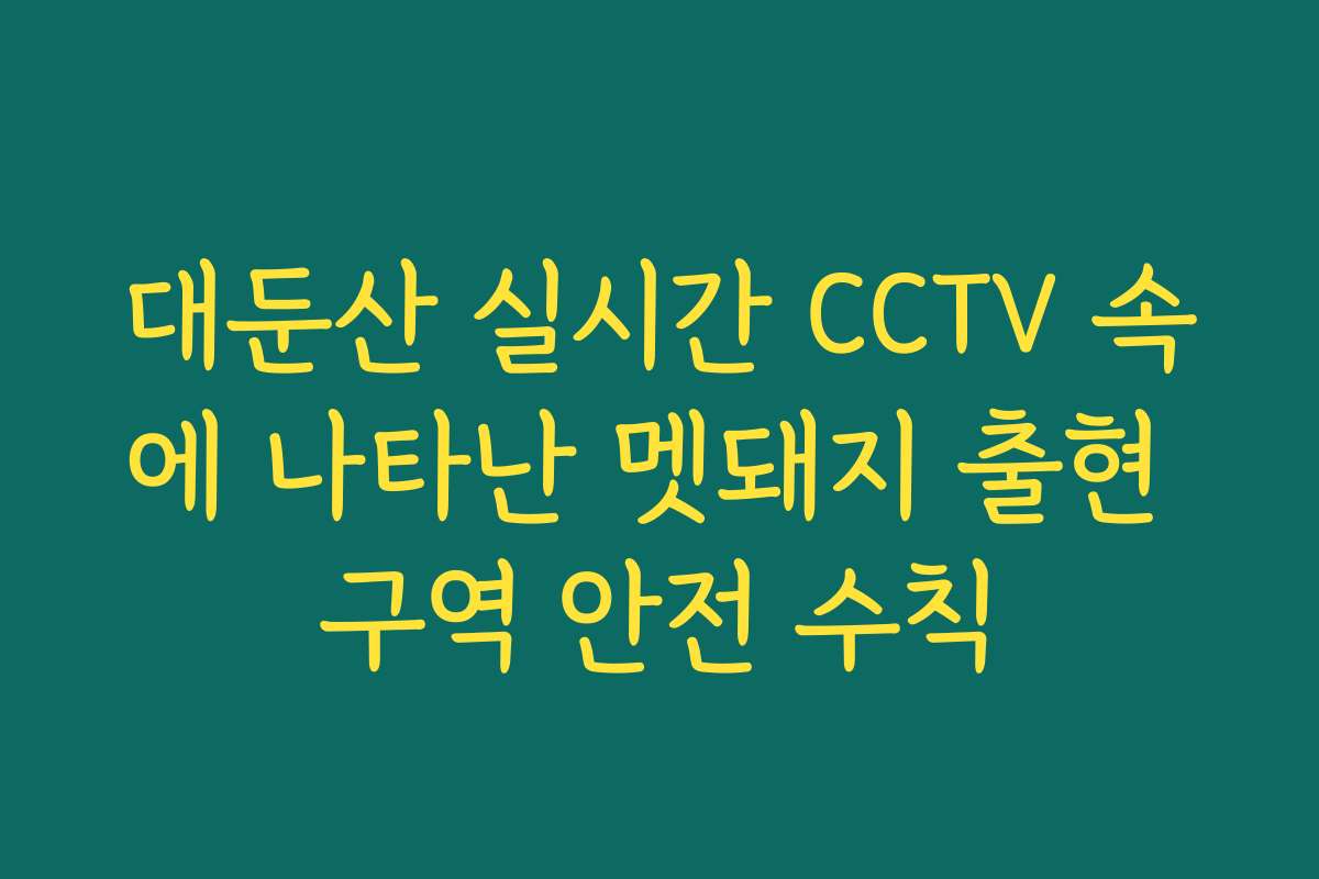 대둔산 실시간 CCTV 속에 나타난 멧돼지 출현 구역 안전 수칙
